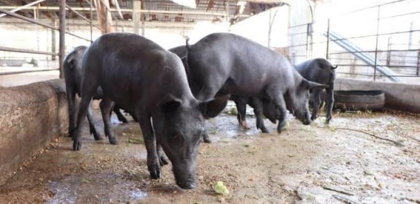 El cerdo pelón mexicano, una extraña raza traída por los españoles